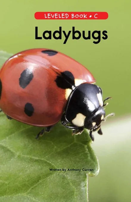 Ladybugs cover